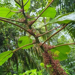 Urera baccifera