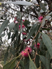 Eucalyptus leucoxylon