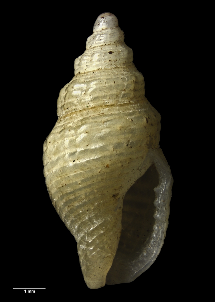 Macrozafra mariae