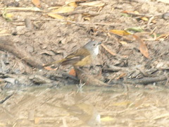 Pachycephala olivacea