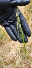 Austrostipa bigeniculata