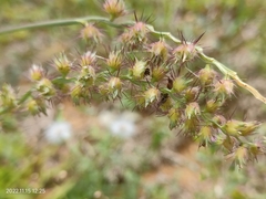 Cenchrus echinatus