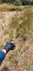 Austrostipa bigeniculata