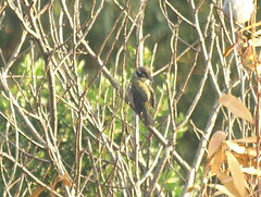 Melithreptus brevirostris