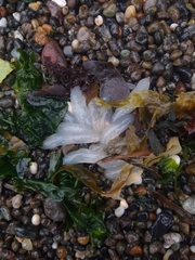 Doryteuthis opalescens