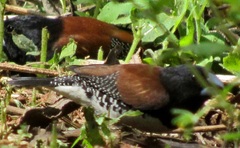 Spermestes bicolor nigriceps