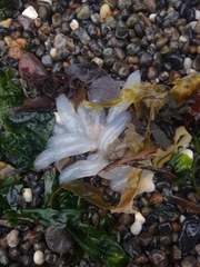 Doryteuthis opalescens