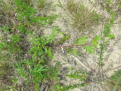 Potentilla chinensis