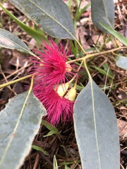 Eucalyptus leucoxylon