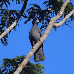 Patagioenas leucocephala