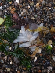 Doryteuthis opalescens