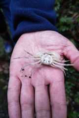 Geothelphusa dehaani