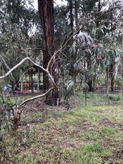 Eucalyptus leucoxylon