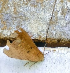 Phyllodonta