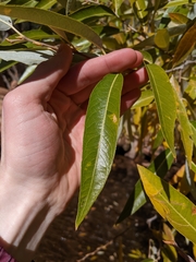 Populus angustifolia