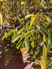Populus angustifolia