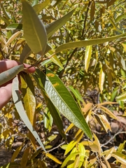 Populus angustifolia