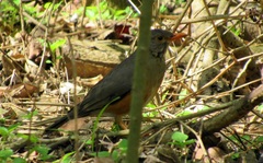 Turdus libonyana peripheris