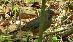 Turdus libonyana peripheris