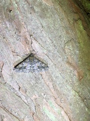 Alcis taiwanovariegata