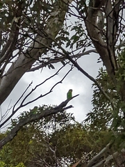 Melopsittacus undulatus