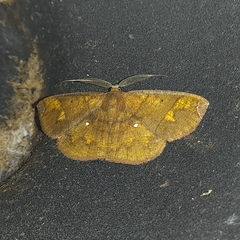 Thysanopyga amarantha