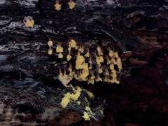 Oligonema verrucosum