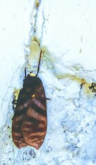 Pachydota