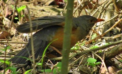 Turdus libonyana peripheris