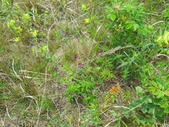 Potentilla chinensis