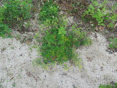 Potentilla chinensis