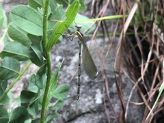 Allocnemis leucosticta