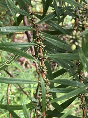 Pimelea axiflora