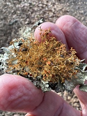 Teloschistes flavicans