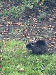 Myocastor coypus