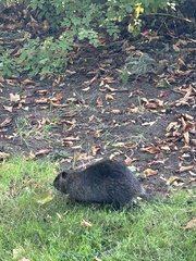 Myocastor coypus