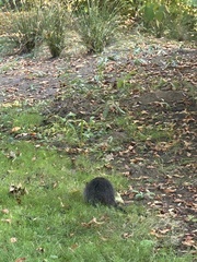 Myocastor coypus
