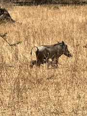 Phacochoerus africanus massaicus
