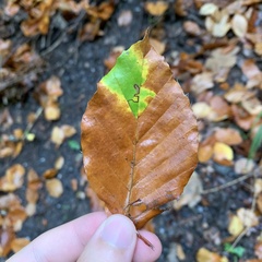 Stigmella tityrella