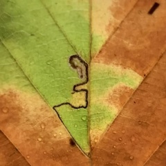 Stigmella tityrella