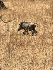 Phacochoerus africanus massaicus