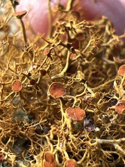 Teloschistes flavicans