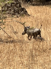 Phacochoerus africanus massaicus
