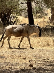Connochaetes taurinus albojubatus