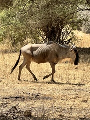 Connochaetes taurinus albojubatus