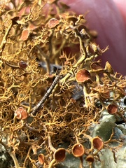 Teloschistes flavicans