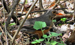 Turdus libonyana peripheris