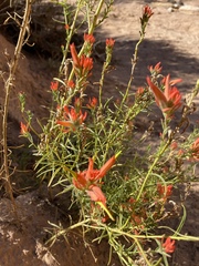 Castilleja linariifolia