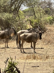 Connochaetes taurinus albojubatus