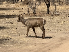 Kobus ellipsiprymnus